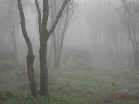fugio Pirao-20101010 010